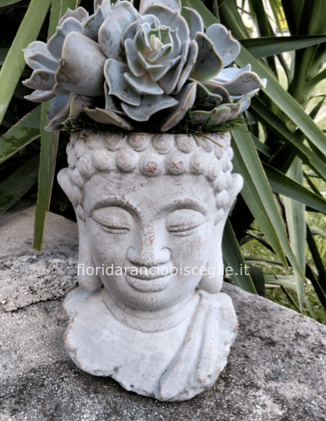 Composizione piante grasse