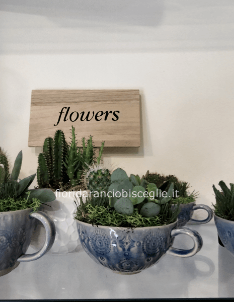 Tazzine con piante grasse